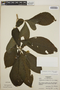 Stemmadenia obovata image