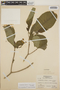 Stemmadenia obovata image