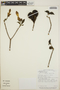 Stemmadenia obovata image