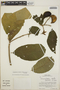 Stemmadenia obovata image