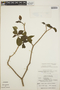 Stemmadenia obovata image