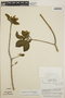 Stemmadenia obovata image
