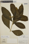 Stemmadenia obovata image