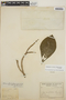 Stemmadenia obovata image