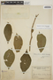 Stemmadenia obovata image