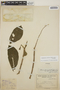 Stemmadenia obovata image