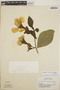 Stemmadenia obovata image