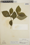 Stemmadenia obovata image