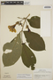 Stemmadenia obovata image