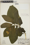 Stemmadenia obovata image