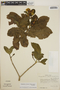 Stemmadenia obovata image