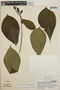 Stemmadenia obovata image