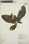 Stemmadenia obovata image