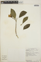 Stemmadenia obovata image