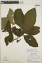 Stemmadenia obovata image