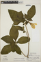 Stemmadenia obovata image