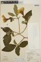 Stemmadenia obovata image