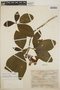 Stemmadenia obovata image