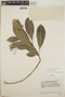 Tabernaemontana alba image