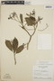Tabernaemontana alba image