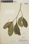 Tabernaemontana alba image