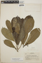 Tabernaemontana alba image