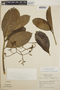 Tabernaemontana alba image