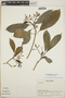 Tabernaemontana alba image