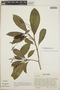 Tabernaemontana alba image