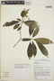 Tabernaemontana alba image