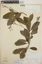 Tabernaemontana alba image