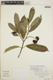 Tabernaemontana alba image