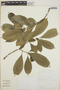 Tabernaemontana alba image