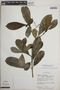 Tabernaemontana alba image