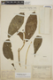 Tabernaemontana alba image