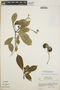 Tabernaemontana alba image