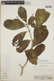 Tabernaemontana alba image