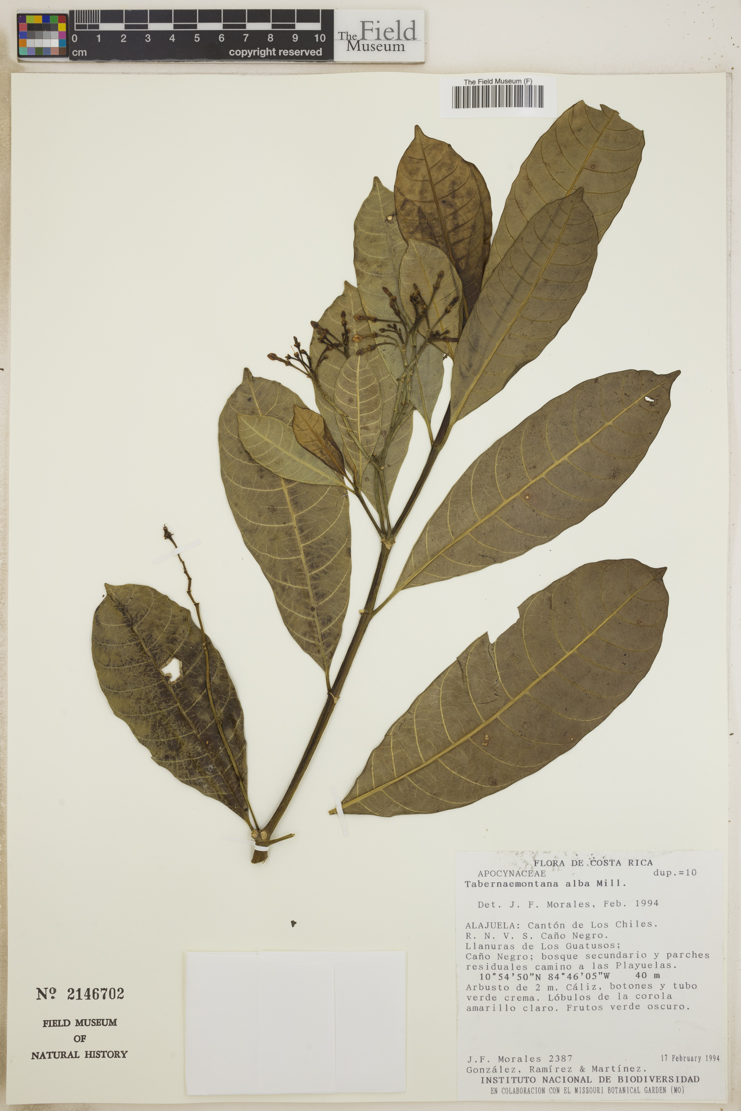 Tabernaemontana alba image