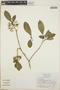 Tabernaemontana alba image