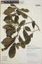 Tabernaemontana alba image