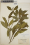 Tabernaemontana amygdalifolia image