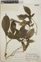 Tabernaemontana amygdalifolia image
