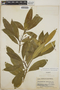 Tabernaemontana amygdalifolia image
