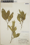 Tabernaemontana amygdalifolia image