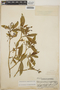 Tabernaemontana amygdalifolia image