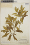 Tabernaemontana amygdalifolia image