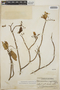 Tabernaemontana amygdalifolia image
