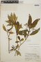 Tabernaemontana amygdalifolia image