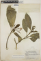 Tabernaemontana amygdalifolia image