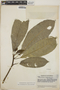 Tabernaemontana amygdalifolia image